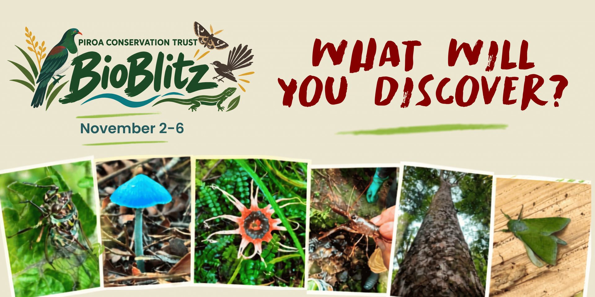 Piroa Conservation Trust BioBlitz, 2&ndash;6 November 2026 &mdash; What will you discover? A collage of native species found in past surveys, including moths, fungi, skinks, weta and forest birds.